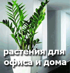 растения для офиса и дома